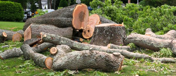 Large Tree Removal in Mill Valley