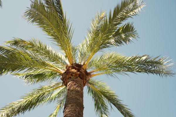 Palm Tree Removal in Mill Valley