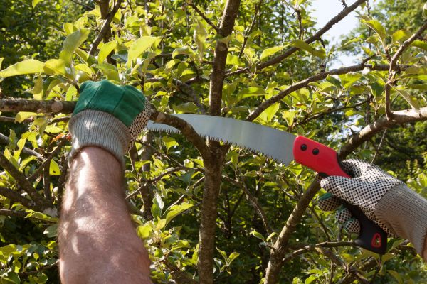 Small Tree Removal in Mill Valley