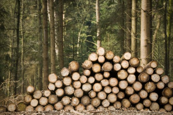 Tree Felling Service