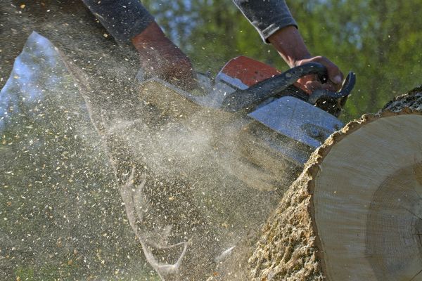 Tree Extraction Service