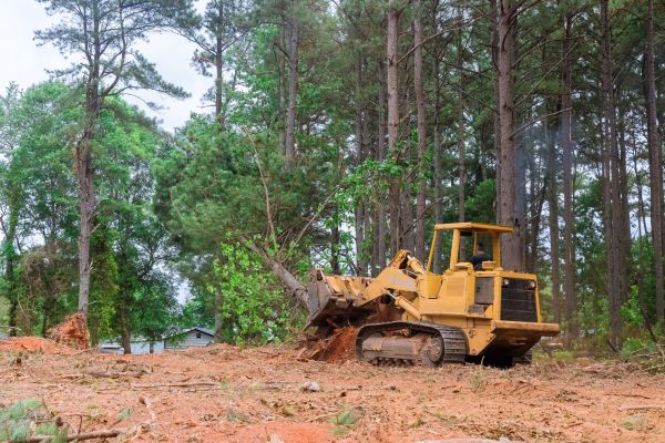 Tree Clearing