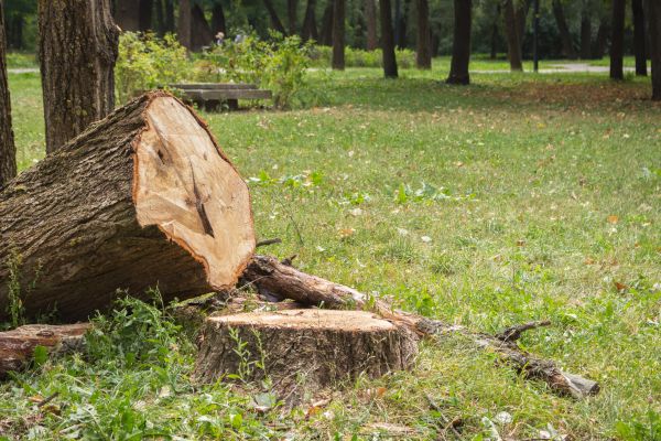 Tree Removal
