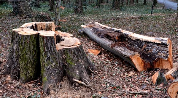 Emergency Tree Removal Service