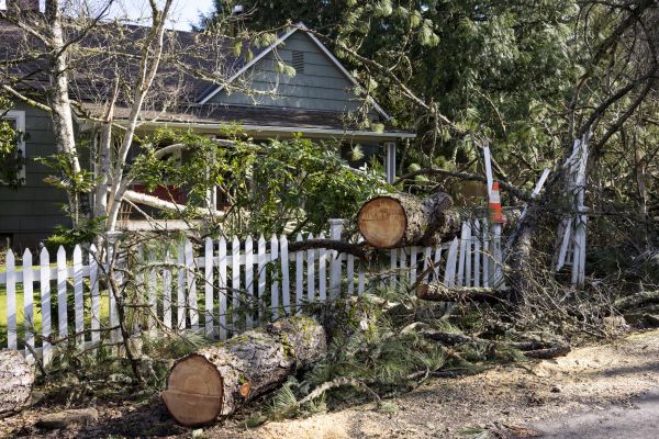 Fallen Timber Removal