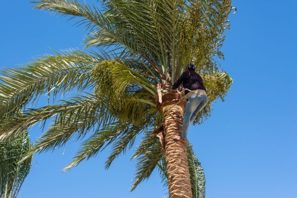 Palm Tree Felling