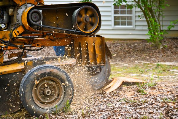 Stump Removal Service
