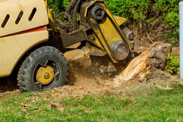 Tree Stump Removal Service