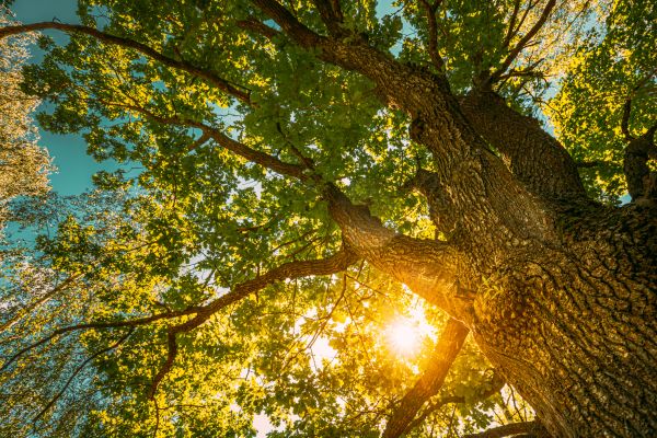 Oak Tree Pruning