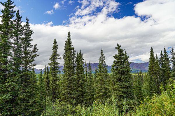 Spruce Tree Removal Service
