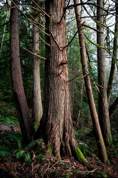 Cedar Tree Removal Service