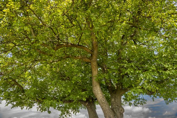 Walnut Tree Pruning