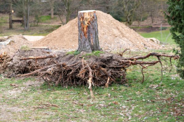Home Tree Removal