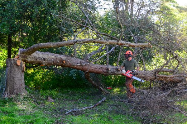 Property Tree Removal