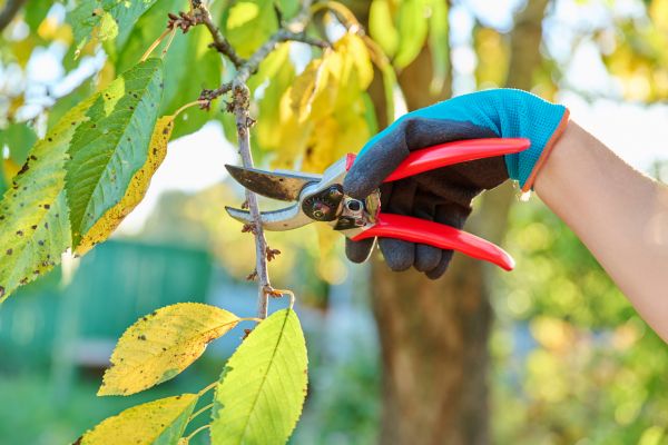 Cherry Tree Cutting