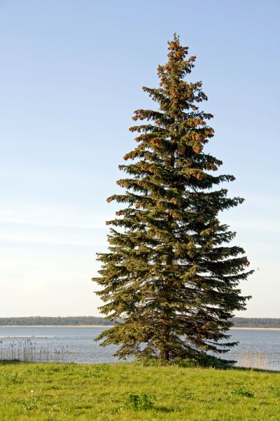 Spruce Tree Pruning