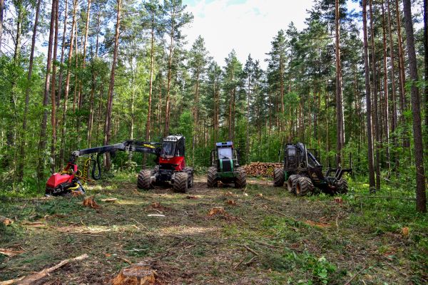 Pine Tree Clearance