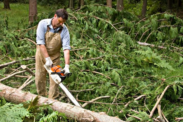 Cedar Tree Felling