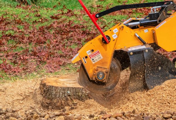 Elm Tree Stump Removal