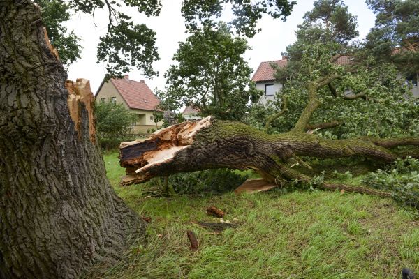 Elm Tree Cutting