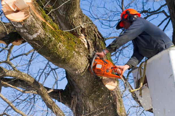 Maple Tree Felling