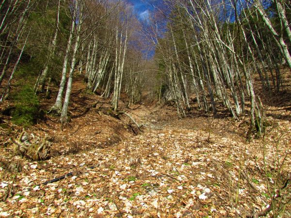 Maple Tree Clearance