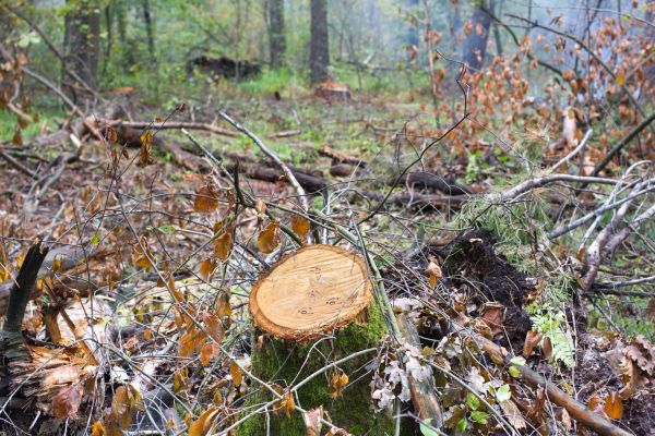 Oak Tree Felling