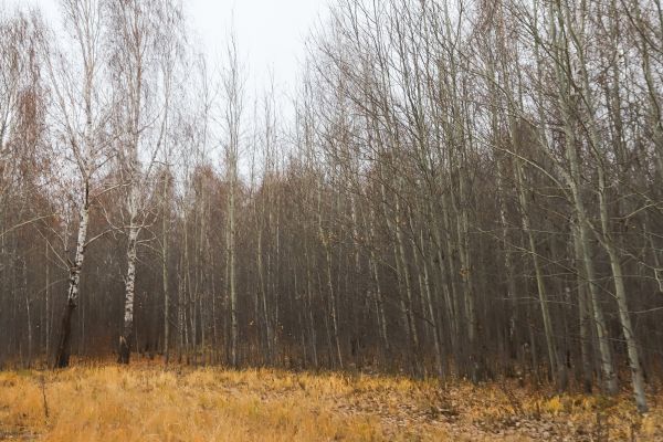 Birch Tree Clearing