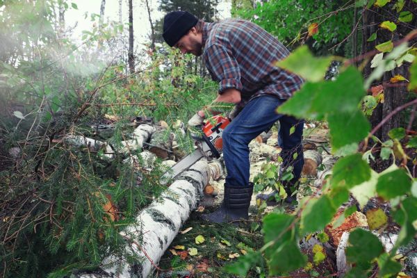 Birch Tree Felling