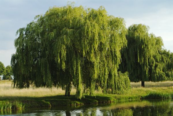 Willow Tree Clearance