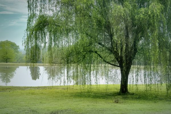 Willow Tree Cutting