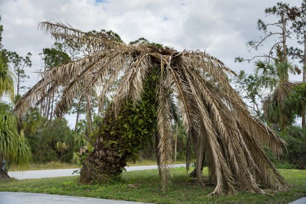 Palm Tree Elimination