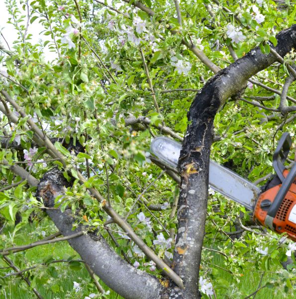 Apple Tree Removal Service