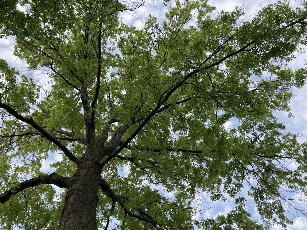 Oak Tree Trimming