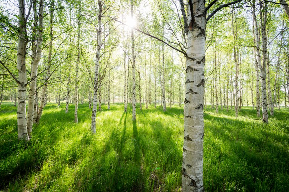 Birch Tree Trimming