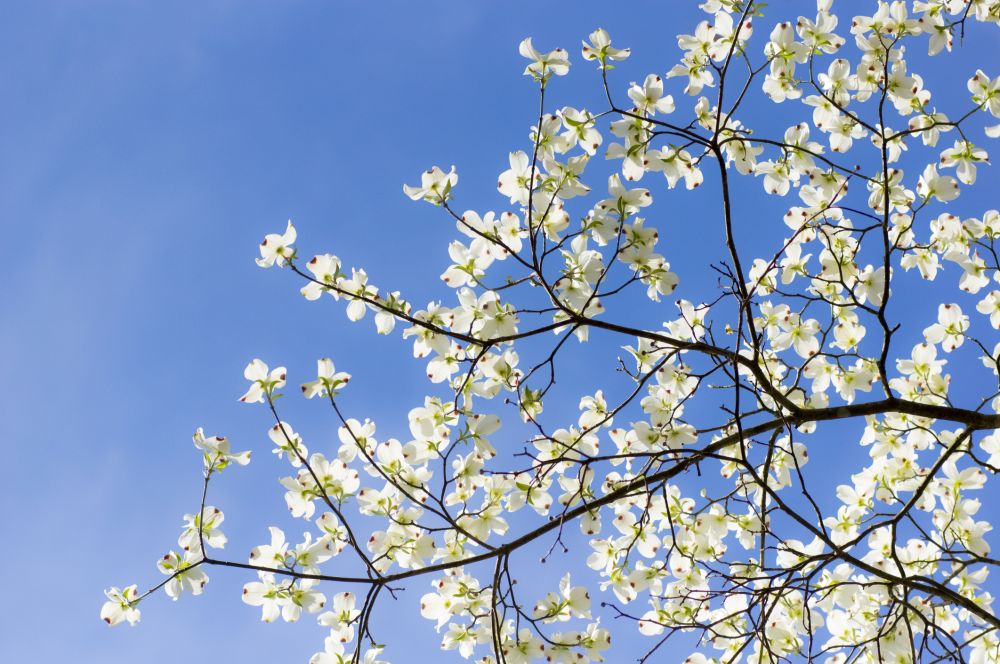 Dogwood Tree Trimming