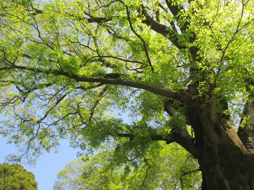 Elm Tree Trimming