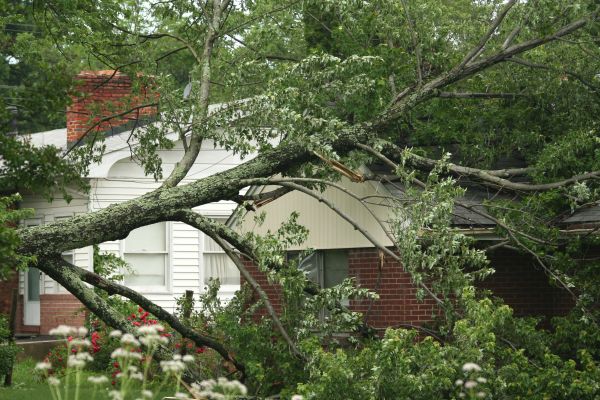 Emergency Tree Removal in Mill Valley