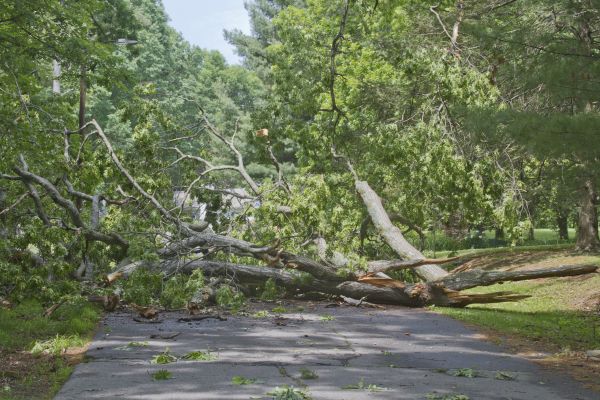 Tree Debris Removal