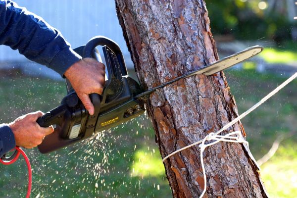 Dead Tree Removal in Mill Valley